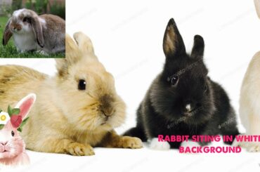 A cute rabbit||over a white background||whatsapp_status