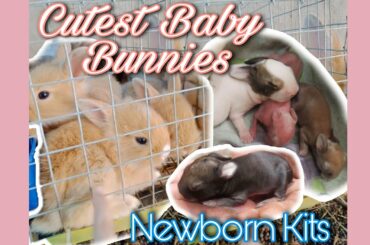 Mommy Rabbit giving birth to cutest baby bunnies/kittens | Cute Baby Bunnies | Newborn Kits