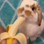 Rabbit Eating Banana || Cute Bunny || Rabbit Food || Rabbit Care || #shorts
