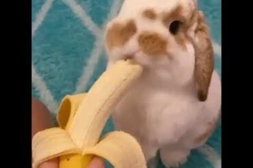Rabbit Eating Banana || Cute Bunny || Rabbit Food || Rabbit Care || #shorts