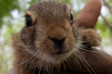 I saved a cute Rabbit.