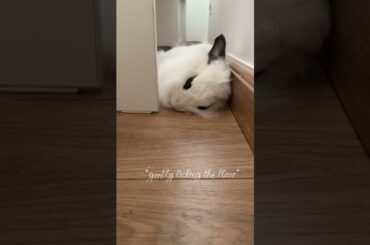 Cute Bunny adorable flop | Lily Bobtail