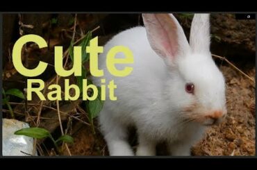 cute rabbit is BALLY and BOLLA