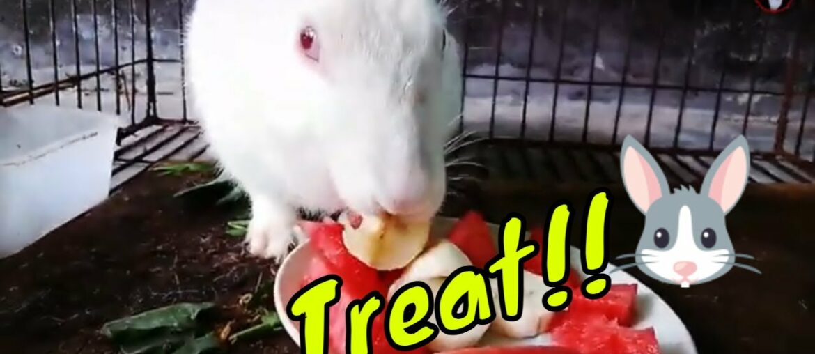 Rabbit eating treats !! Cute bunny eating banana | Rabbit eating watermelon | Buchi the bunny