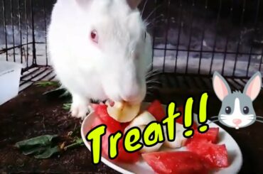 Rabbit eating treats !! Cute bunny eating banana | Rabbit eating watermelon | Buchi the bunny