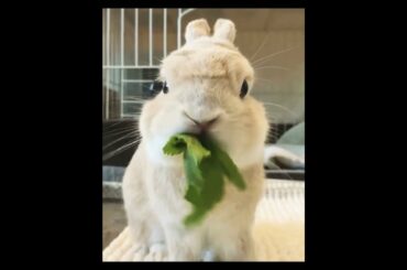 My cute Rabbit if you doesn’t belive i have 10rabbits.....