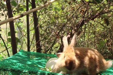 Bunny Eating Lettuce and Vegetable For Lunch - Cute Bunny Rabbit Eating Sound ASMR - Rabbit Pet