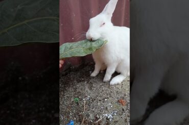 Cute bunny got angry while eating | #Shorts