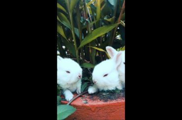 Cute Baby bunny - having food | Cute Baby rabbit 2021 #shorts