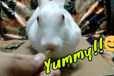 Rabbit eating grapes!! Cute bunny eating grapes | Buchi the bunny