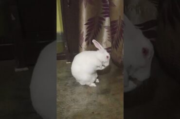 cute bunny || #shorts