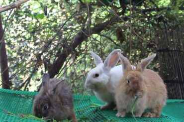 Cute Rabbit Love Eating Watermelon - Cute Rabbit Eating ASMR
