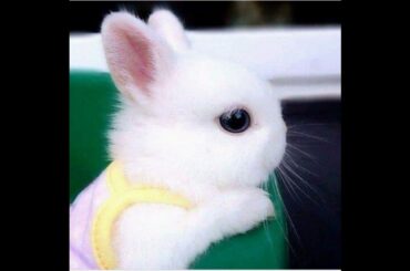 cute baby rabbit