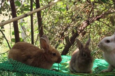 Cute Bunny Rabbit Love Eating Fruits and Vegetable Sound Very Relaxing