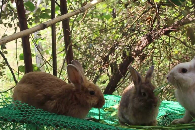 Cute Bunny Rabbit Love Eating Fruits and Vegetable Sound Very Relaxing