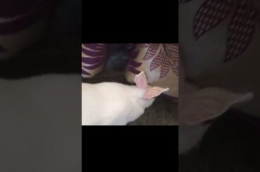 cute bunny || #shorts