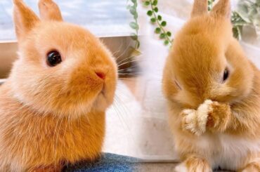 Funny Baby Bunny Rabbits | Baby Bunny Rabbit Videos | Cute Bunnies Jumping