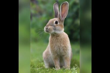 video of cute rabbit
