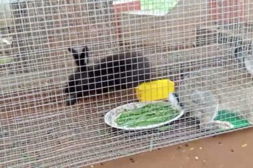 Cute Rabbit Couple enjoying the Morning