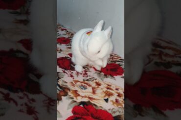 Cute Bunny Wash Her Face | Dwarf White Rabbit