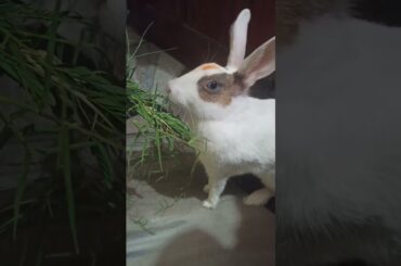 My Rabbit is Eating Grass | Cute Rabbit | Pet Rabbit