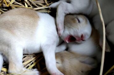 What Are They Doing? Cute Baby Bunnies #Shorts