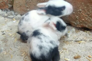 Cute bunny babies