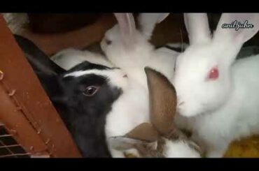 my 5 female rabbits baby bunnies update || cute rabbit babies