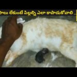 Rabbit baby's milk feeding care || in telugu