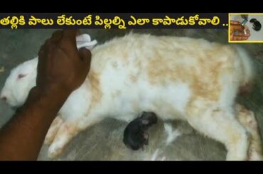 Rabbit baby's milk feeding care || in telugu