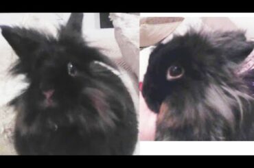 cute bunny / cutest of Binky rabbit / house bunny