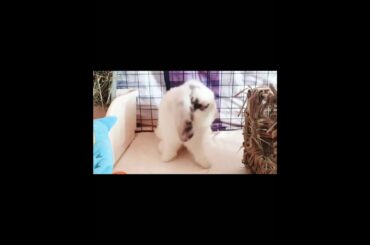 The Rabbit is grooming||Cute rabbit||RABBIT TIME|