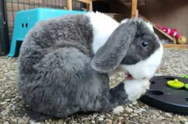 Bunny Cute | Cutest Bunny | Cute Bunny Rabbit Mini Lops