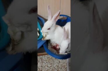 Funny and Cute Baby Bunny | Rabbit Videos | Baby Animal Video 2021