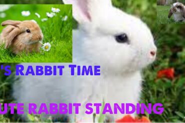 CUTE RABBIT STANDING