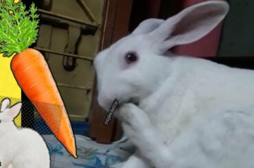#shorts Cute Rabbit Ka Habit#rabbit_cute_video