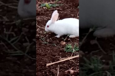 cute rabbit | subscribe my channel