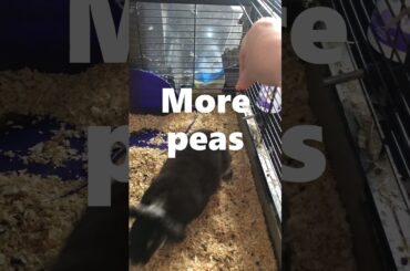 Cute Rabbit Minnie Begging for a Treat! #Shorts