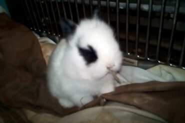 Little Cute Rabbit Bunny's Playing. Rabbit and Bunny