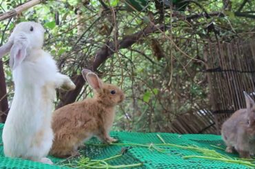 Wow Cute Bunny Standing and Eating So Lovey - Cute Rabbit Eating ASMR