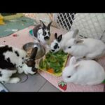 Cute Bunny and Rabbit Video No 14 - Cute Rabbits and Bunnies