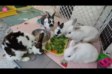 Cute Bunny and Rabbit Video No 14 - Cute Rabbits and Bunnies