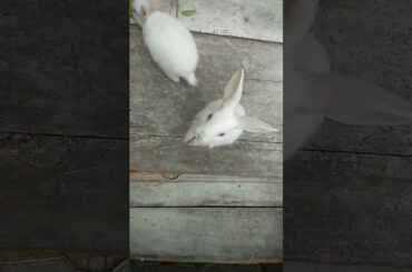 THE CUTE RABBIT #SHORTS