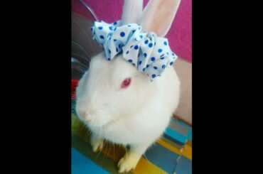 The cutest bunny showing her cute accessories|Cute Rabbit Hunny D Bunny|#bunnies #rabbits #shorts