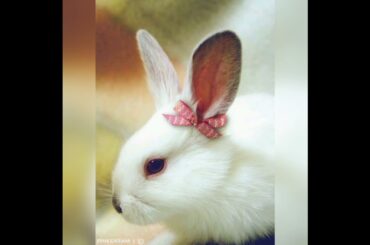 Cute rabbit