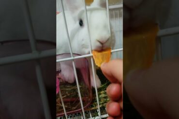 Funny and Cute Baby Rabbit Videos, Funny Rabbit Videos Compilation   Cute Rabbits Eating Fruit EP# 7