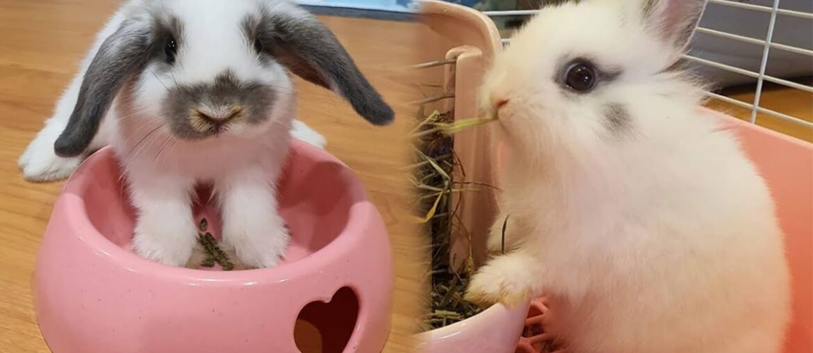 Holland Lop And Netherland Dwarf | Cute Baby Bunny Rabbit | Playing Bunnies Holland Lop And Netherland Dwarf | Cute Baby Bunny Rabbit | Playing Bunnies