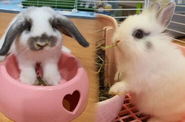 Holland Lop And Netherland Dwarf | Cute Baby Bunny Rabbit | Playing Bunnies