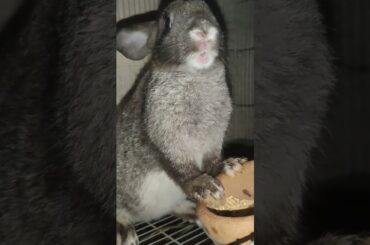 Cute Bunny looking Around while Eating #shorts