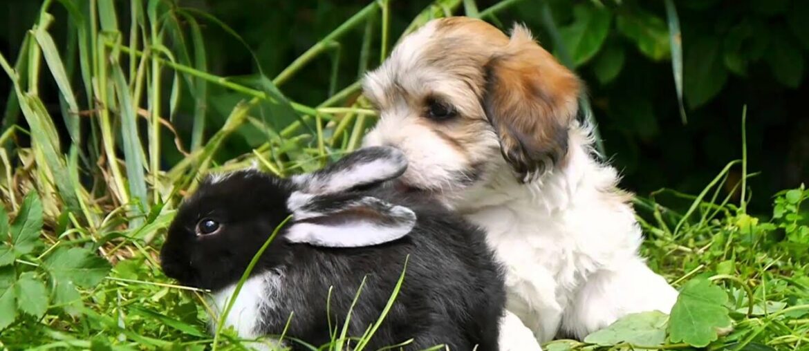 havanese puppies meet cute little rabbits – Havaneser liebt Kaninchen havanese puppies meet cute little rabbits - Havaneser liebt Kaninchen